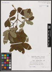 Foto von Salix appendiculata Vill.